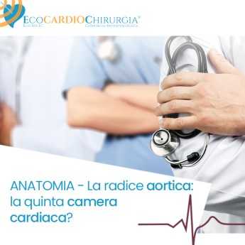 ANATOMIA - La radice aortica: la quinta camera cardiaca?