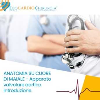 ANATOMIA SU CUORE DI MAIALE -  Apparato valvolare aortico - Introduzione