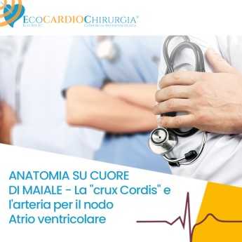 ANATOMIA SU CUORE DI MAIALE - La "crux Cordis" e l'arteria per il nodo Atrio ventricolare